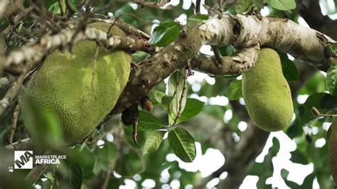 How the world’s largest fruit grown on a tree is boosting Uganda’s .